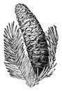 Silver Fir Tree Cone vintage illustration
