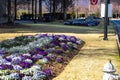 A silver fire hydrant surrounded by yellow winter grass and colorful flowers on a street corner in downtown Atlanta