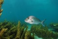 Silver fish above brown weeds Royalty Free Stock Photo