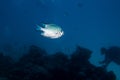 Silver fish with diver in silhouette in background on coral reef in Red Sea with diver and bubbles