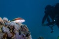 Silver fish with diver in silhouette in background on coral reef in Red Sea with diver and bubbles