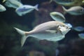 Silver fish with fihes background in an aquarium