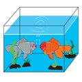 Silver fish and goldfish in the aquarium