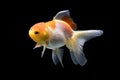 Silver fish, goldfish, are popular aquatic animals that are kept in aquariums. Goldfish isolated on black background. Goldenfish Royalty Free Stock Photo