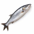 Silver Fish Isolated On White Background For Seafood Concept Royalty Free Stock Photo