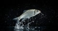 Silver Fish Leaping Water Splash Dark Background A silver fish leaps from dark water creating dynamic splashes and droplets Royalty Free Stock Photo
