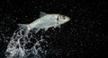 Silver Fish Leaping Water Splashes Dark Background A single silver fish leaps from dark water creating dynamic splashes and Royalty Free Stock Photo