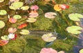 A silver fish in a pond Royalty Free Stock Photo