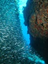 Silver fish on reef