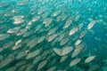 Silver fish on reef Royalty Free Stock Photo