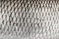 Silver fish scales. Skin texture of chub. Fishing camouflage pattern