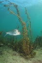 Silver fish at tall brown seaweed Royalty Free Stock Photo