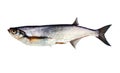 Sabrefish (Pelecus cultratus) isolated Royalty Free Stock Photo