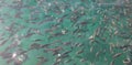 Silver fishes in clear waters