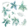 Silver flora, lamb ears leaves, Watercolor bright greenery collection