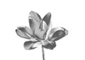 Silver flower