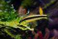 Silver flying fox, hungry algae eater fish eat algal vegetation on a stone, bright blurred healthy plants and moss Royalty Free Stock Photo