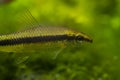 Silver flying fox, macro of hungry algae eater fish search for algal vegetation, bright blurred healthy plants Royalty Free Stock Photo