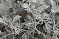 Silver foliage background, backdrop image. Could be Dusty miller silver ragwort, Silver dust or Jacobaea maritima plan Royalty Free Stock Photo