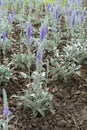 Silver foliage and lilac flowers of Veronica incana