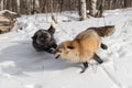 Silver Fox and Amber Phase Red Fox Vulpes vulpes Chase