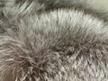 Silver fox fur Royalty Free Stock Photo