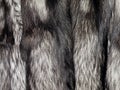 Silver fox fur Royalty Free Stock Photo