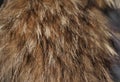 Silver Fox fur for background Royalty Free Stock Photo