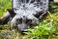 Silver Fox Laying on Ground Royalty Free Stock Photo