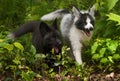 Silver Fox and Marble Fox (Vulpes vulpes)