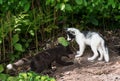 Silver Fox and Marble Fox (Vulpes vulpes) Play at Densite