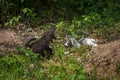 Silver Fox and Marble Fox Vulpes vulpes Play With Each Other