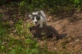 Silver Fox and Marble Fox Vulpes vulpes Standoff