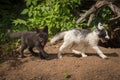 Silver Fox and Marble Fox Vulpes vulpes Trot in Line