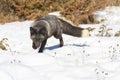 Silver fox on prowl Royalty Free Stock Photo