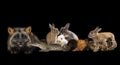 Silver fox, rabbits, guinea pig, crocodile and snake on a black isolated background