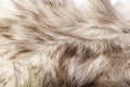 Silver fox real fur closeup. Fox wolf real fur texture pattern. Royalty Free Stock Photo