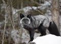 A Silver fox Vulpes vulpes a melanistic form of the red fox hunting in the snow in Montana, USA