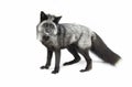 A Silver fox Vulpes vulpes a melanistic form of the red fox hunting in the snow in Montana, USA