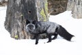 A Silver fox Vulpes vulpes a melanistic form of the red fox hunting in the snow in Montana, USA