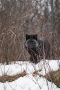 Silver Fox Vulpes vulpes Peers Out Between Weeds on Embankment Winter