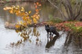 Silver Fox Vulpes vulpes Perched on Rock Off Island Autumn