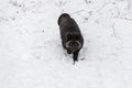 Silver Fox Vulpes vulpes Runs Down Embankment Winter