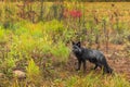 Silver Fox Vulpes vulpes Stands Facing Left in Weeds Autumn