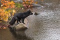 Silver Fox (Vulpes vulpes) Stands Facing Right on Rock Looking Out Autumn