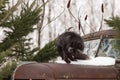 Silver Fox Vulpes vulpes Stands on Hood of Old Truck Winter