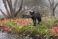 Silver Fox Vulpes vulpes Stares Out From Island Autumn