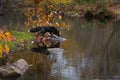 Silver Fox Vulpes vulpes Steps Out Onto Rock Autumn Reflection