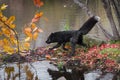 Silver Fox Vulpes vulpes Trots Left on Island Autumn