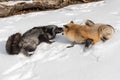 Silver Fox Vulpes vulpes And Amber Phase Nose to Nose